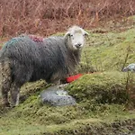 Lejlighed Grizedale *